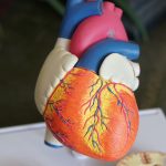 doctors model of a orange heart decor